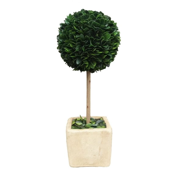BOXWOOD WORLD Preserved Boxwood Ball Topiary for House Decor Potted Preserved Mini Boxwood Topiary All Season Green Topiary Decor