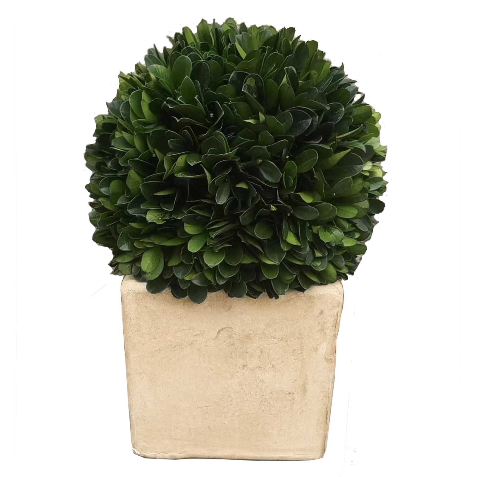 BOXWOOD WORLD Preserved Boxwood Ball Topiary for House Decor Potted Preserved Mini Boxwood Topiary All Season Green Topiary Decor