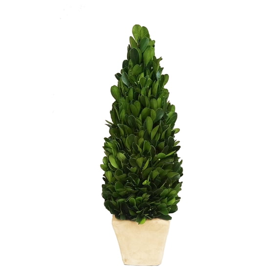 BOXWOOD WORLD Preserved Boxwood Cone Topiary in Planter Home Decor Farmstyle Natural Green Indoor Decor