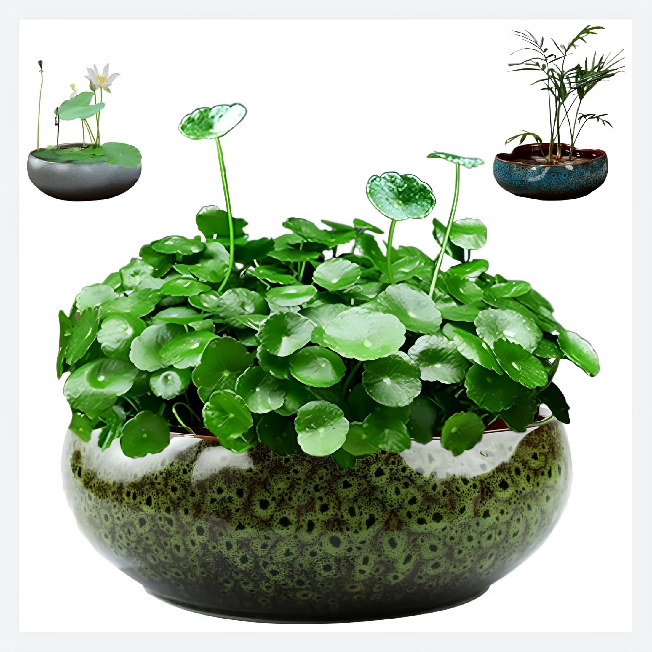best potting soil for indoor plants Craft Aroid Potting Mix: Best for Indoor Plants – Grow Queen