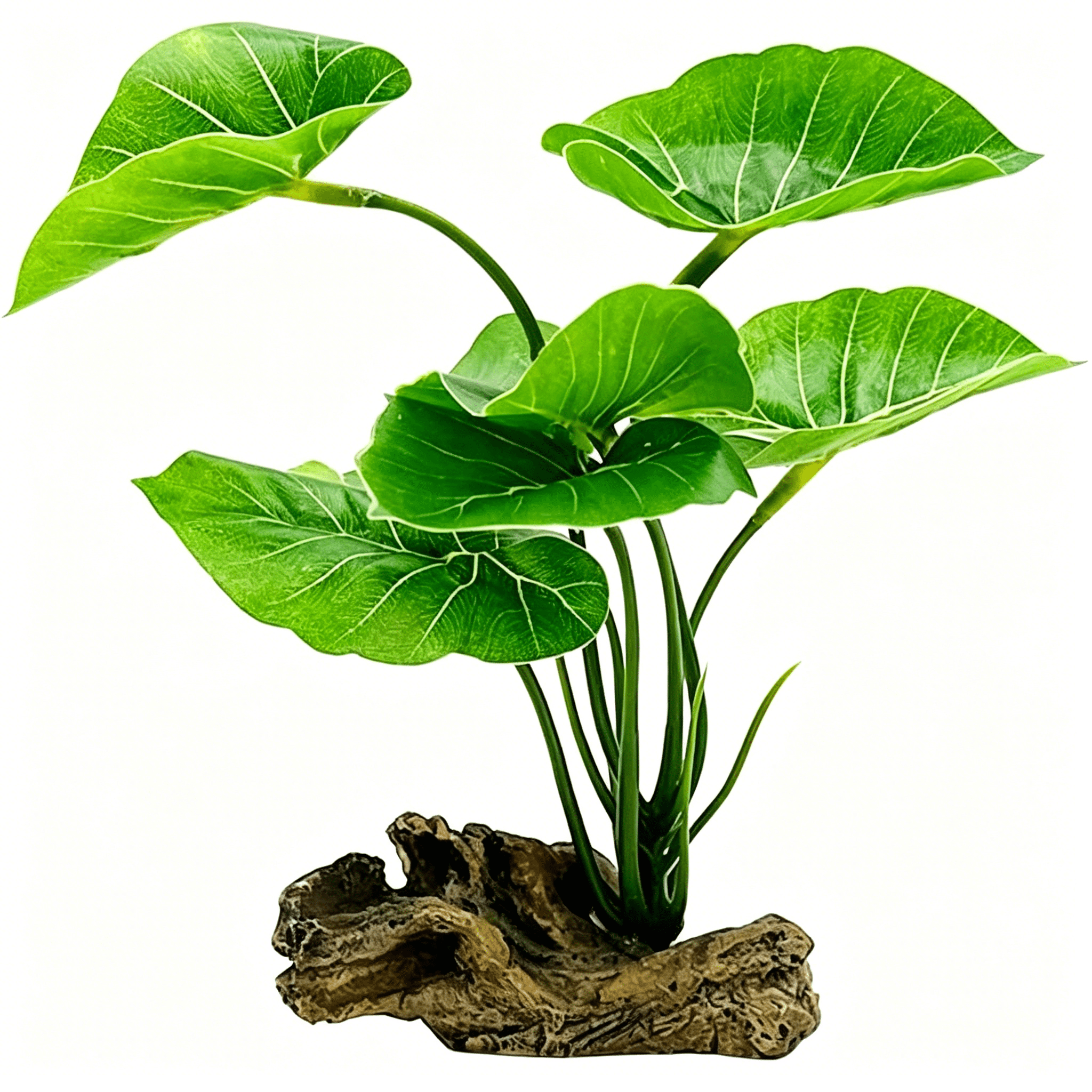 BPPEG Small Aquarium Decor Betta Leaf Pad Hammock 6Inch Plastic ...
