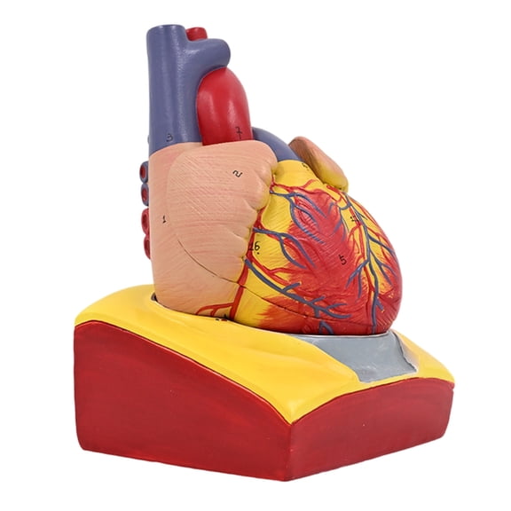 BQBQERT 1:1 Human Heart Anatomical Model Detachable Human Heart Model Medicals Heart Model for Science Education