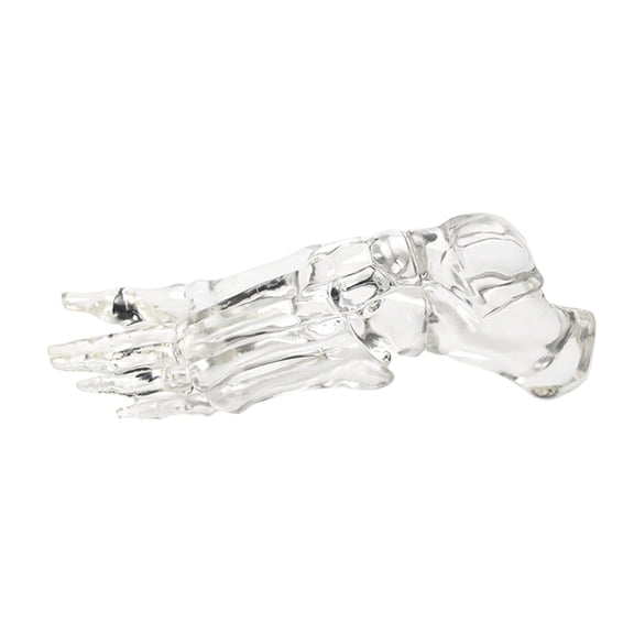 BQBQERT Anatomical Foot and Ankle Skeleton Model Clear Left Foot Joint Skeleton Model for Science Labs and Classroom Teaching