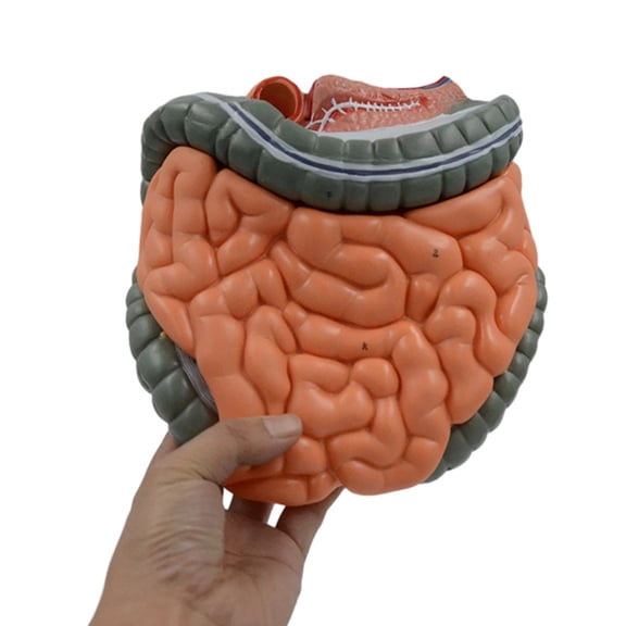 BQBQERT Anatomical Large Intestine Cecum Model for Medical Research, Human Digestive Anatomy Model with Remvable Parts