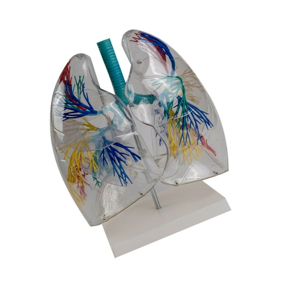 BQBQERT Anatomical Lungs Model, Transparent Human Lungs Anatomy Model for Study Medical Lecture Report