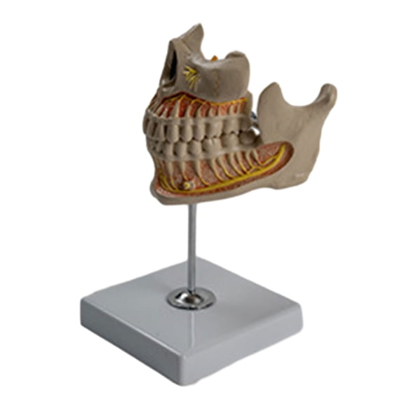 BQBQERT Anatomy Model, Permanent Tooth Model for Diseases Study, Human Teeth Model Shows Permanent Tooth, Gingiva