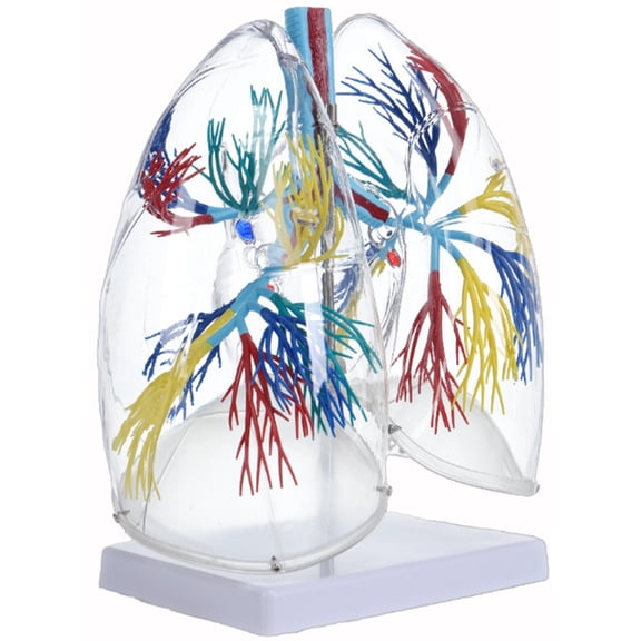 BQBQERT Clear PVC Human Lung Anatomy Model with Bronchial Tree Structure for Classroom Teaching Demonstration and Education