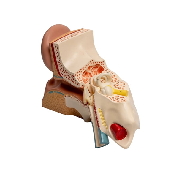 BQBQERT Enlarged Human Ear Anatomy Model Anatomical Ear Model Shows Outer Ear Inner Ear Structure for Teaching