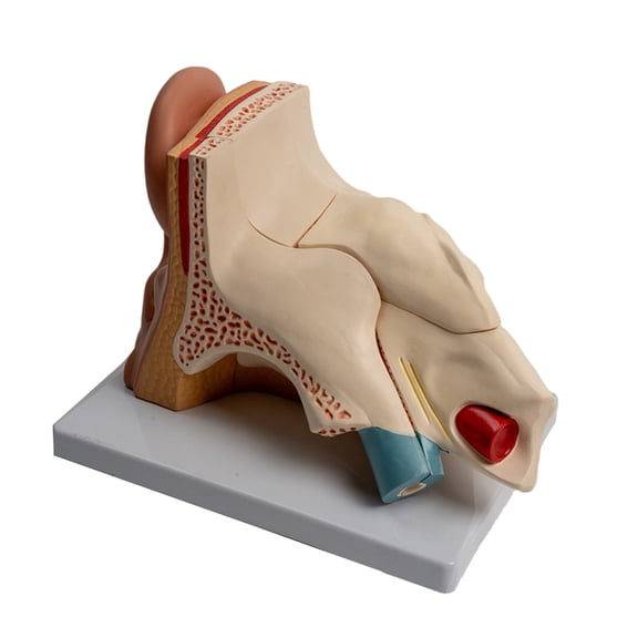 BQBQERT Enlarged Human Ear Anatomy Model Anatomical Ear Model Shows Outer Ear Inner Ear Structure for Teaching
