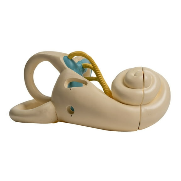 BQBQERT Enlarged Human Inner Ear Anatomy Model Enlarged Internal Ear Anatomy Model Removable Parts for Doctor