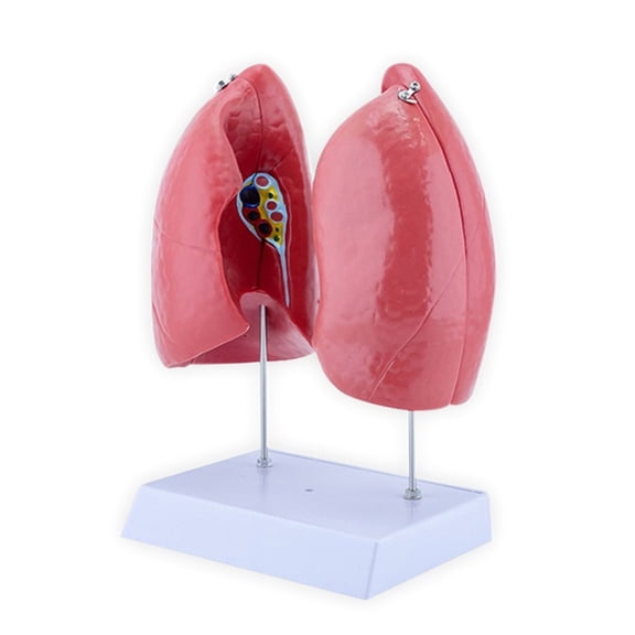 BQBQERT Human Anatomical Lung Model with Detachable Parts Normal Lung Anatomy Model for Clinical Settings and Lecture Report
