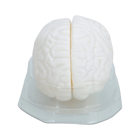 BQBQERT Human Brains Model Teaching Tool Human Brains Structure Models For Anatomy Education Practice