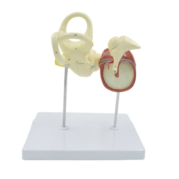 BQBQERT Human Ear Labyrinths Ossicle Tympanic Membrane Cochlear Model for Anatomy Human Inner Ear Model Teaching Tool