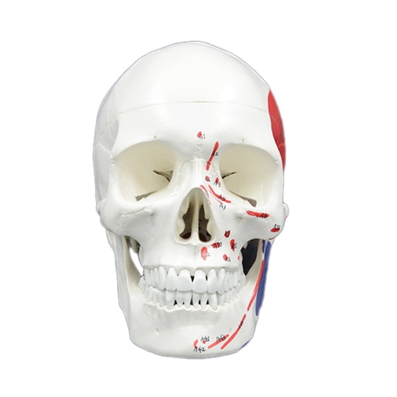 BQBQERT Human Head Skeleton Model, Life Size Anatomical Head Bone Model, Number Coded Human Anatomy Skull Model Teaching