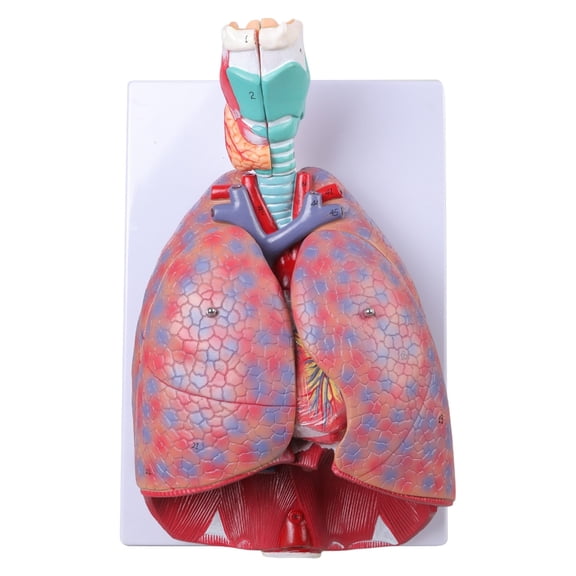 BQBQERT Human Heart Lung Throat Cardiopulmonary Model Detachable Bronchial Anatomy Of The Respiratory Department Model