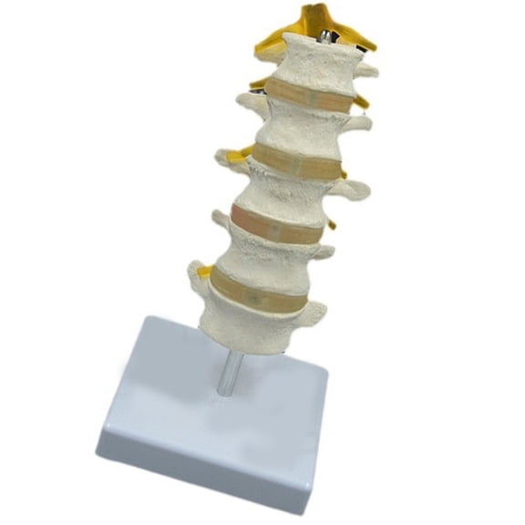 BQBQERT Human Lumbar Spine Model Five Segment Lumbar Spine Anatomy Model Teaching Tool for Classroom Demonstration and Research