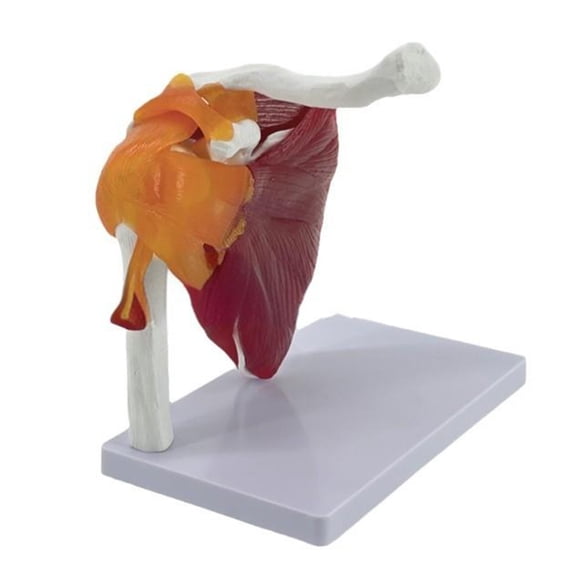 BQBQERT Human Shoulder with Muscle Anatomy Model Shoulder Joint Muscles Model Shoulder Model with Life Size Shoulder Anatomy