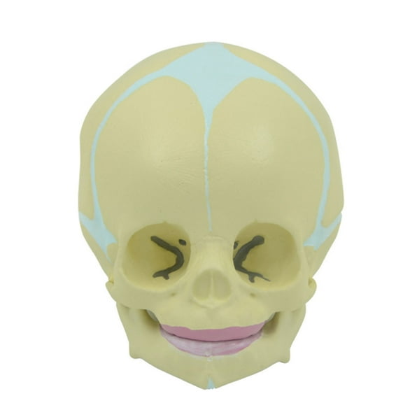 BQBQERT Human Skull Model for Head Skull Anatomy Model with Movable Lower Jaw 1:1 Life Size 30 Weeks for Medical Study