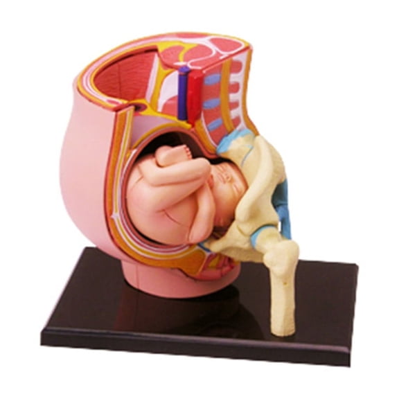 BQBQERT Human Women Pregnant Pelvis Section Model With 9 Months Fetus Model Hand Painted Uterus Model Science Toy