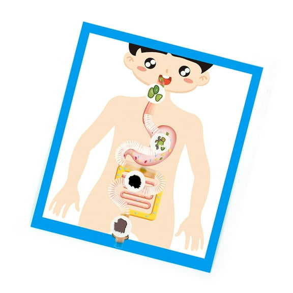 BQBQERT Interactive Digestive Organ Anatomy Model Digestive Organ Anatomy Poster Model Teaching Tool for Aged 6