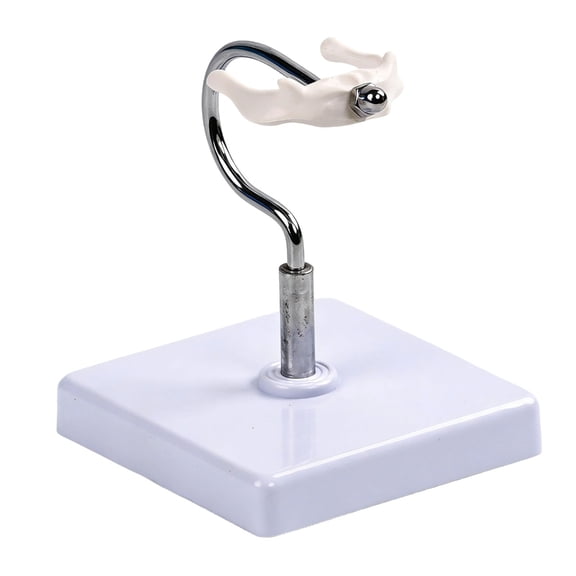 BQBQERT Multi Purpose Medicals Teaching Tool Hyoid Bone Anatomy Model For Educational And Clinical Application In Institutions
