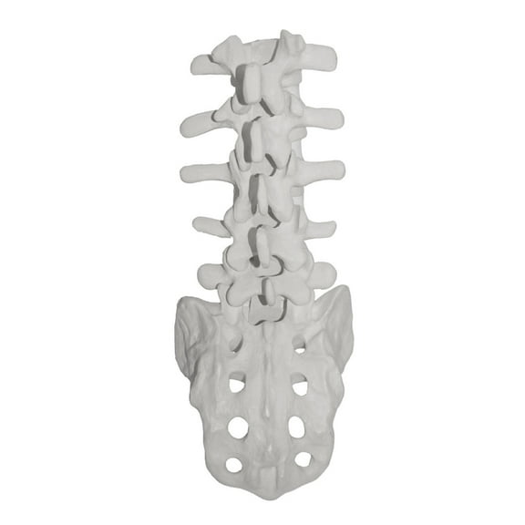 BQBQERT Practical Human Lumbar Vertebrae Model with Sacrum for Science Classroom Study Display Teaching Medical Model
