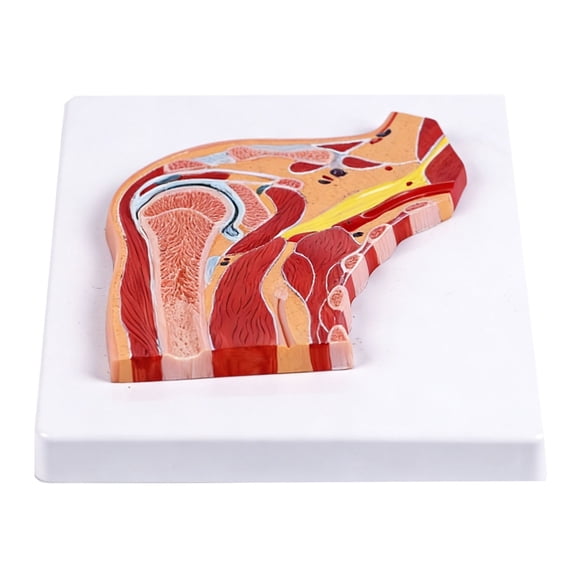 BQBQERT Realistic PVC Shoulder Joint Anatomy Model with Detailed Muscle Ligament For Clinical Training Classroom Demonstration