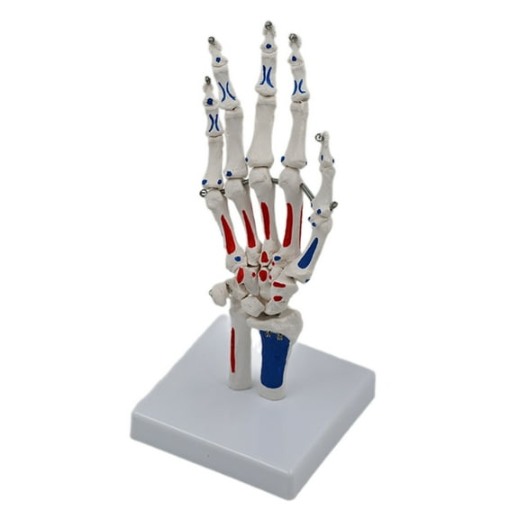 BQBQERT Skeletal Hand Model Showing Ulnaand and Hand Skeleton Model Medicals Model for Science