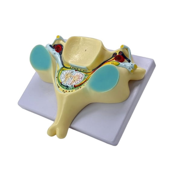 BQBQERT Spinal Cord Transection Model with Medulla Spinalis and Spinal Teaching Tool Humans Bone Model for School