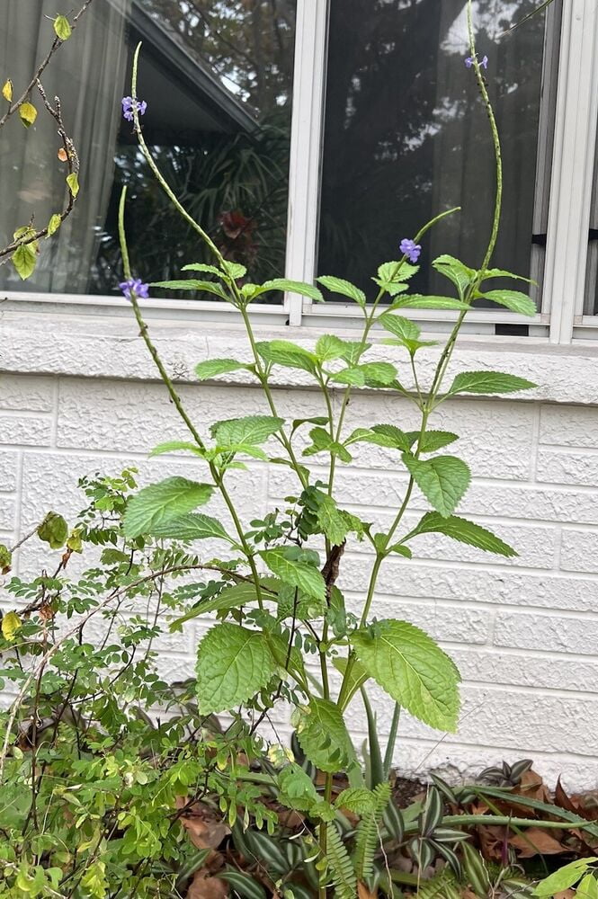 BRANCHING Jamaican Blue Vervain Live Plant Blue Porterweed Herbal ...