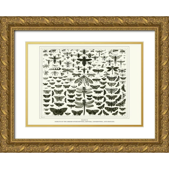 BRAUN Studio 18x14 Gold Ornate Wood Framed with Double Matting Museum Art Print Titled - Planche Papillons 1