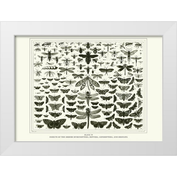 BRAUN Studio 18x14 White Modern Wood Framed Museum Art Print Titled - Planche Papillons 1
