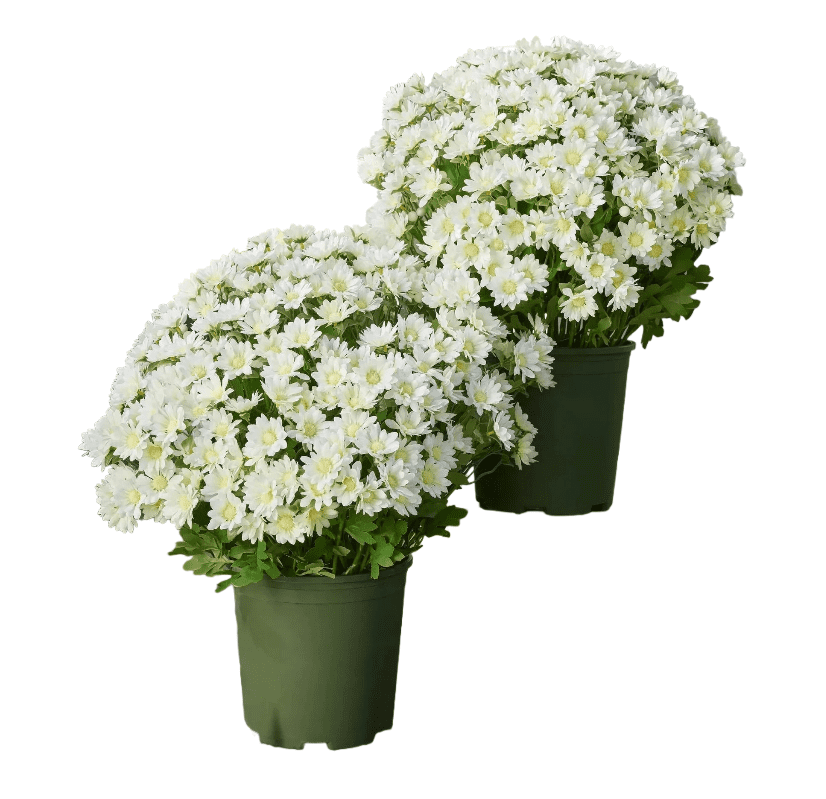 BRELIL Sunset Glow Artificial Flowers, UV Resistant Outdoor Fake Flowers 5 Bouquets, Realistic Faux Botanicals for Patio Garden Porch Decor, All Season Home Decor Centerpiece Arrangements