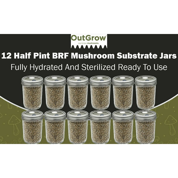 BRF JARS Mushroom Substrate | 12 Pack of Half Pint Jars | Brown Rice Flour and Vermiculite Mix