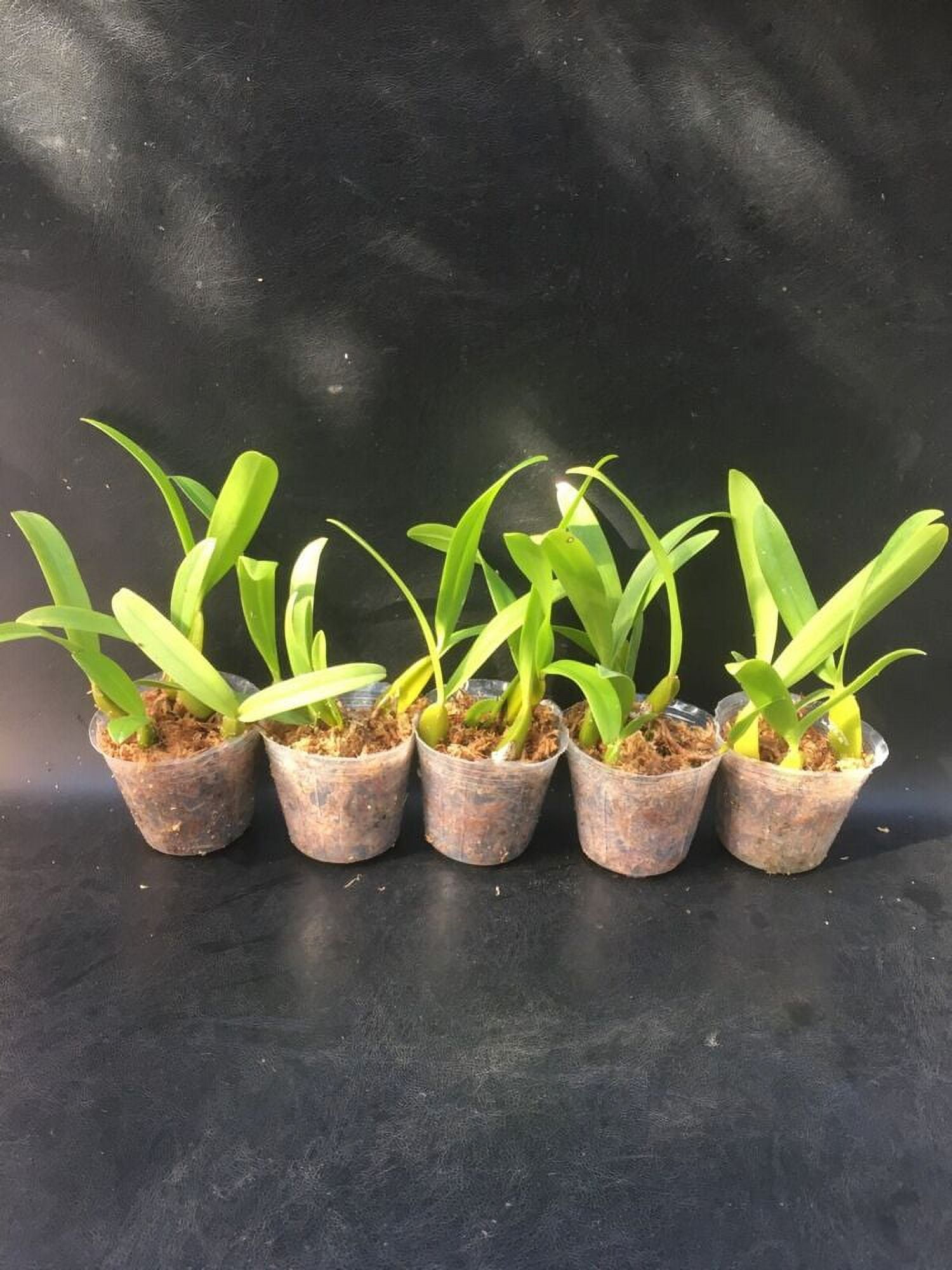 BULBOPHYLLUM MAXIMUM BLOOMING SIZE SPECIES ORCHID PLANT