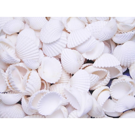 BULK 2 lbs (1000+) Tiny White Ark Shells Seashell 1/2"-3/4" Beach Wedding Decor Crafts Hobby