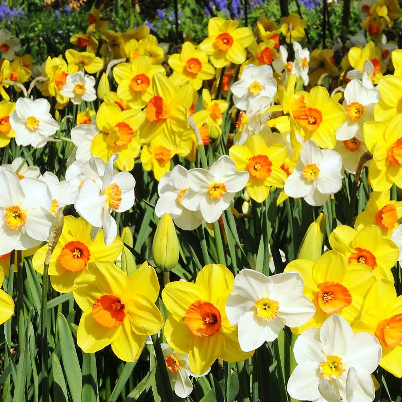 BULK Mixed Daffodil Flower Bulbs - 225-250 Bulbs per Pack - Deer Resistant - Good as Cut Flowers - Naturalizing - Perennializing - Easy to Grow Live Plants - Outdoor Garden