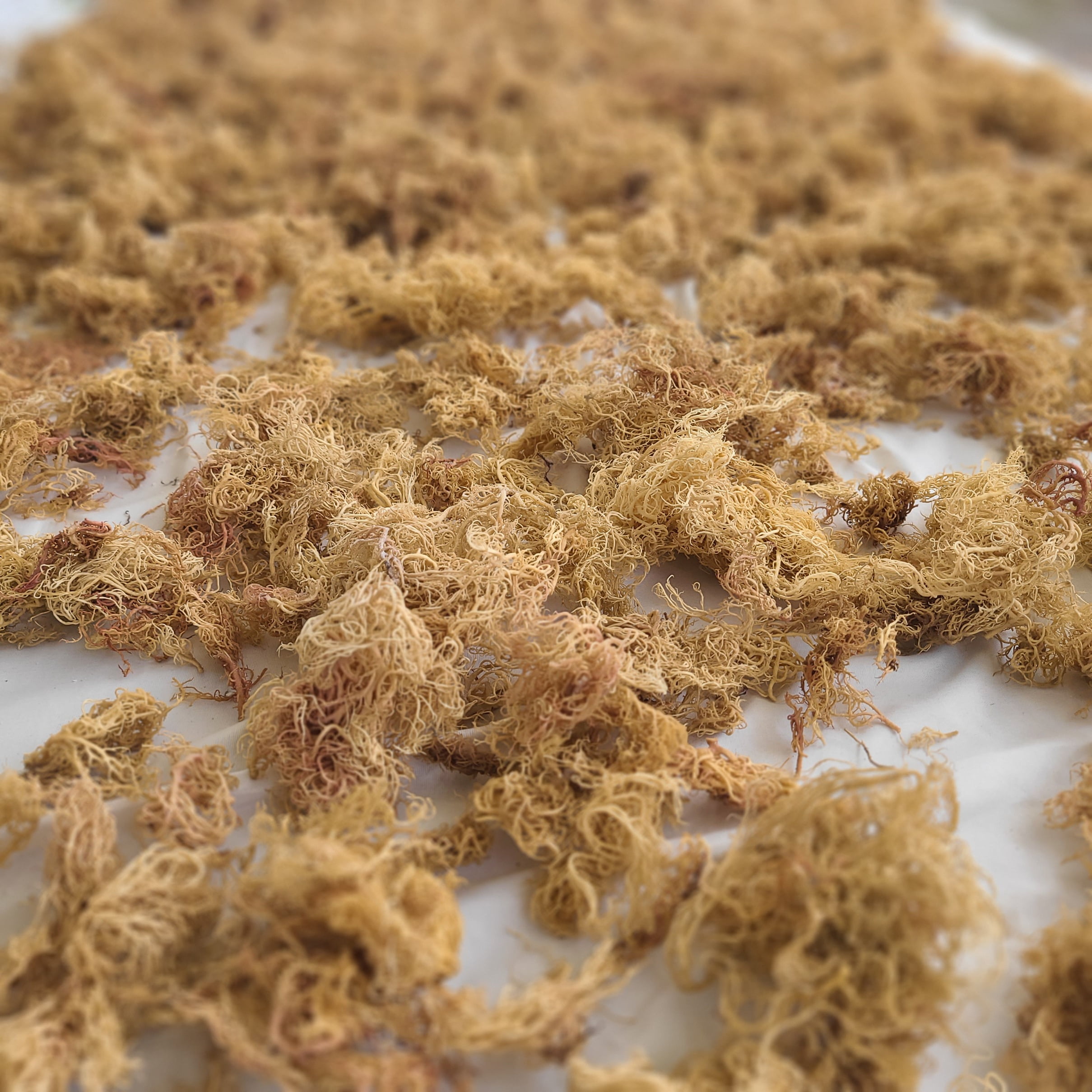 BULK Sea Moss 5 lbs Swahili Sea moss Ocean Harvested Raw Gold Sea Moss from the Indian Ocean