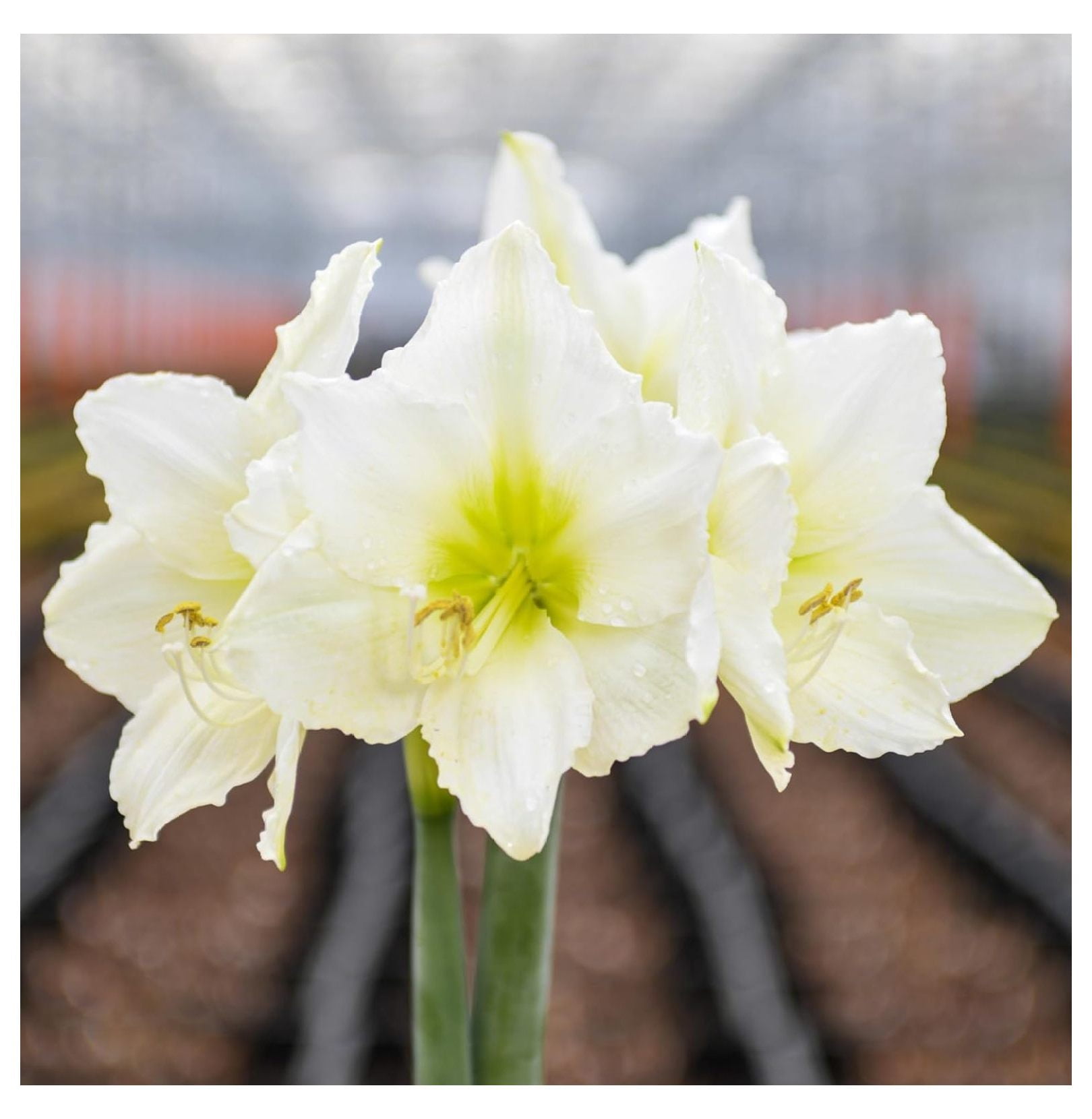 BULYAXIA 10 Pack 'Christmas Gift' Amaryllis Bulbs, Flower Bulbs for