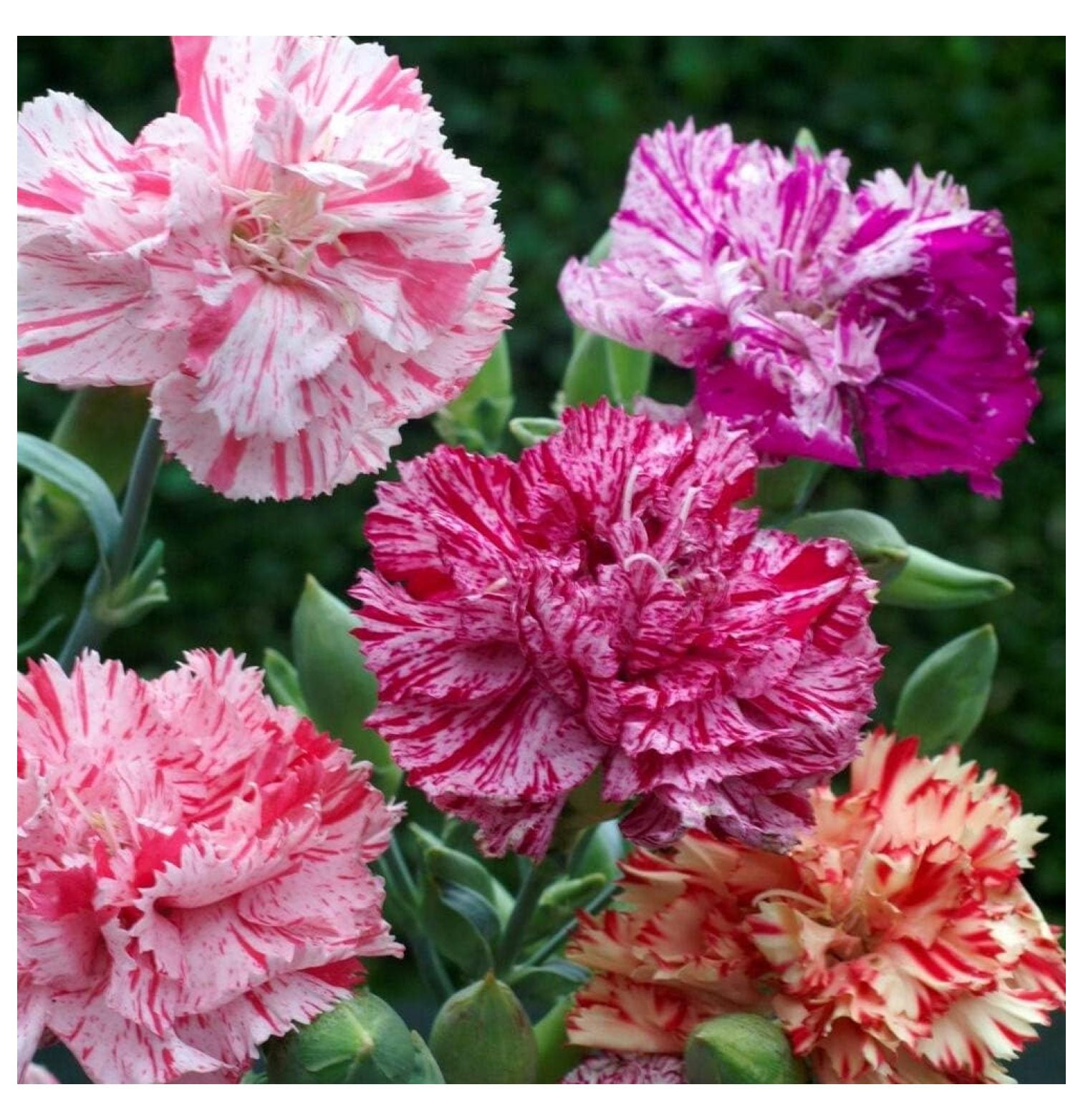 BULYAXIA Dianthus caryophyllus Carnation Chabaud Picotee Cut Flower