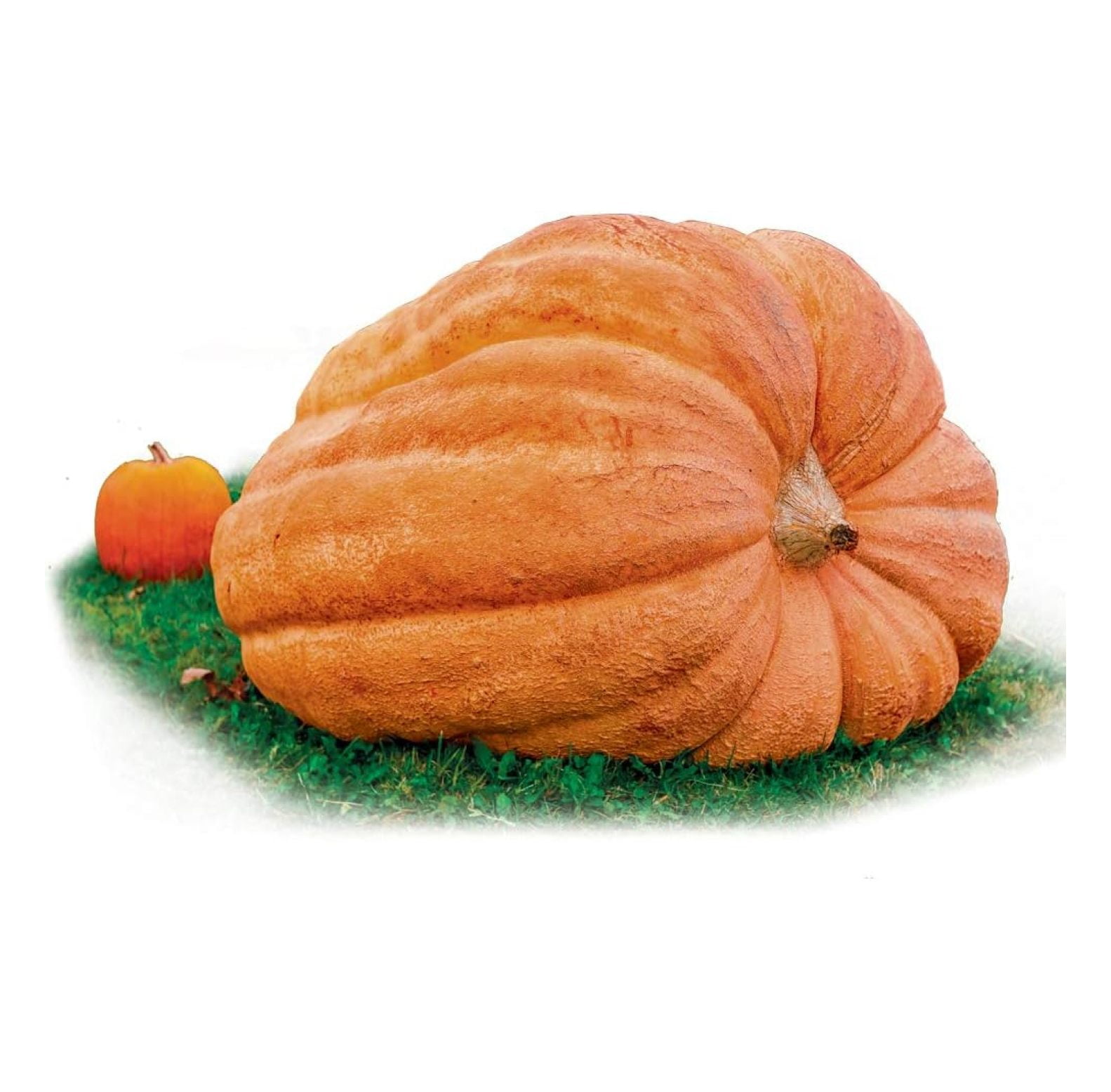 BULYAXIA Dill's Atlantic Giant Pumpkin Seeds Large Pumpkins World