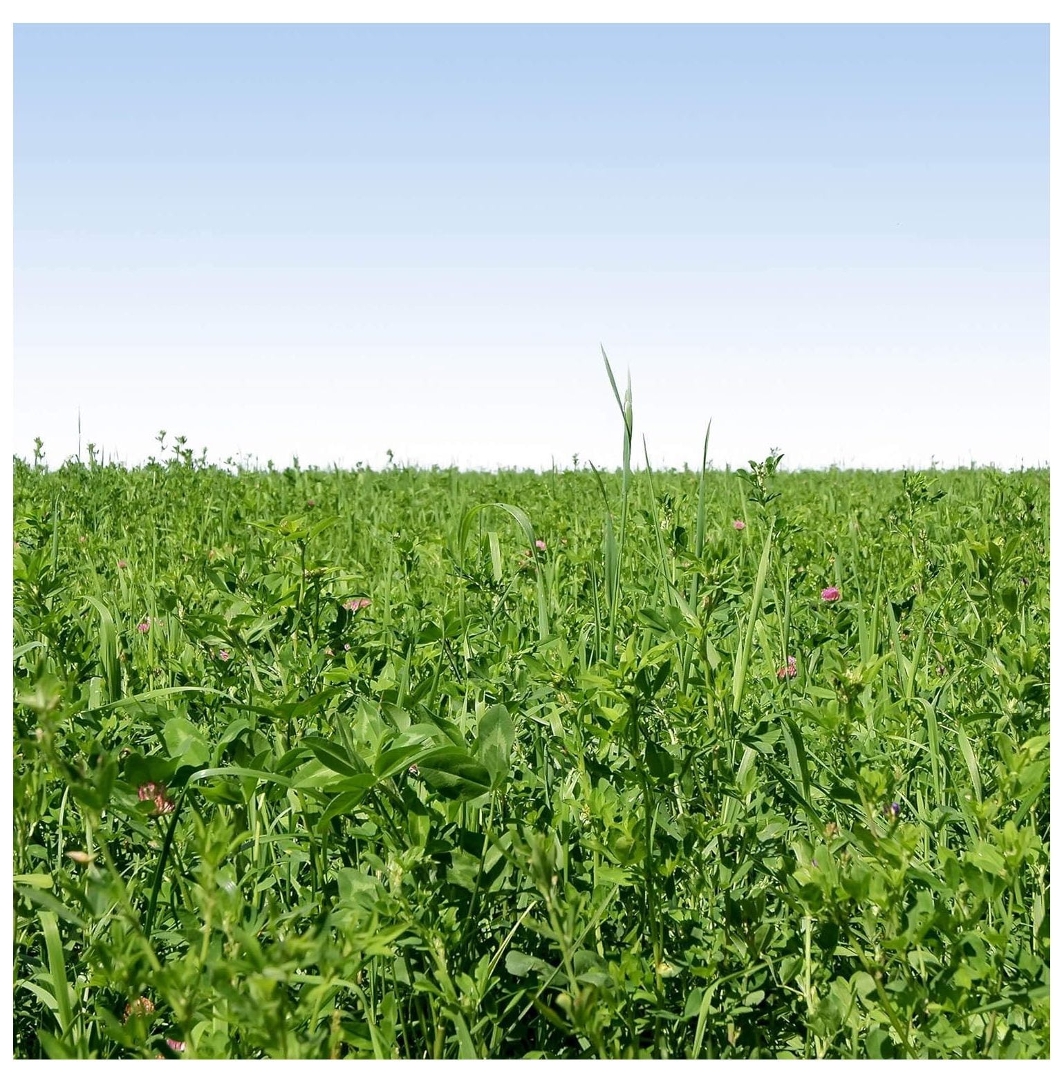 BULYAXIA Gardenway Garden Cover Crop Seed 5 LBS