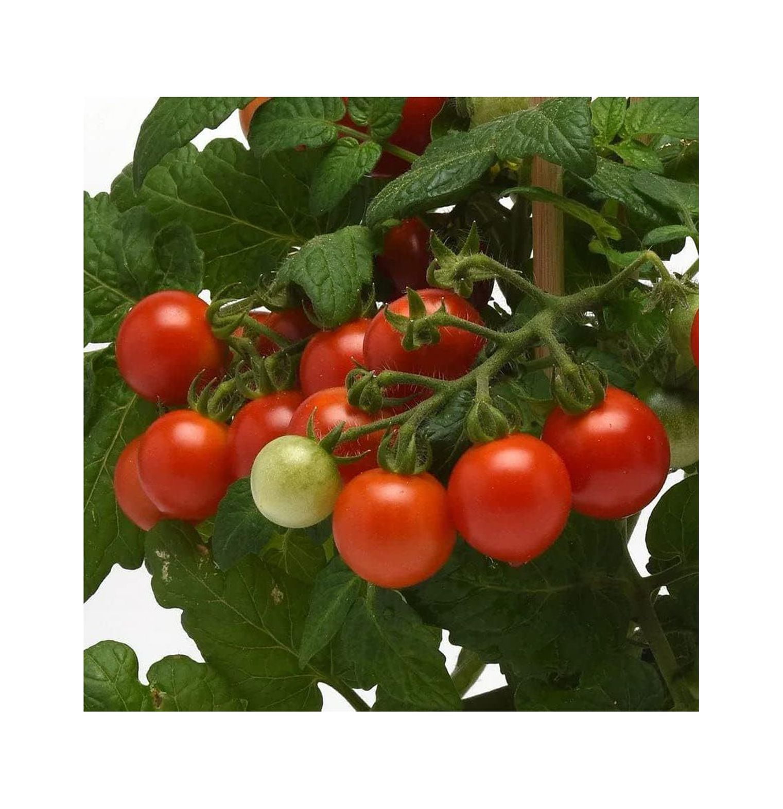 BULYAXIA, Kitchen Minis Siam Edible Tomato Seeds, Pack of 10 Seeds