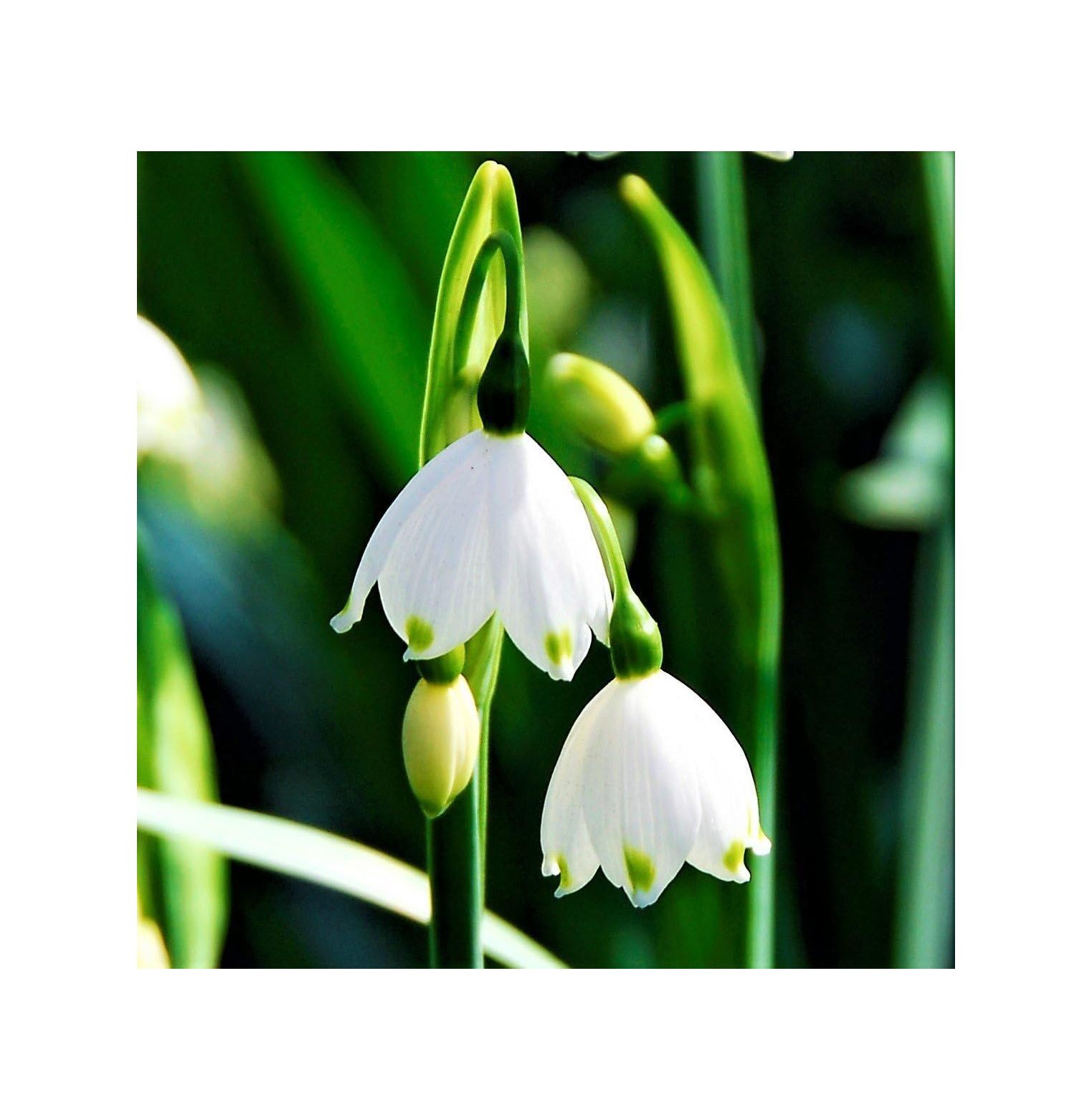 BULYAXIA Leucojum 'Gravetye Giant' Plant Bulbs (10 Pack) White