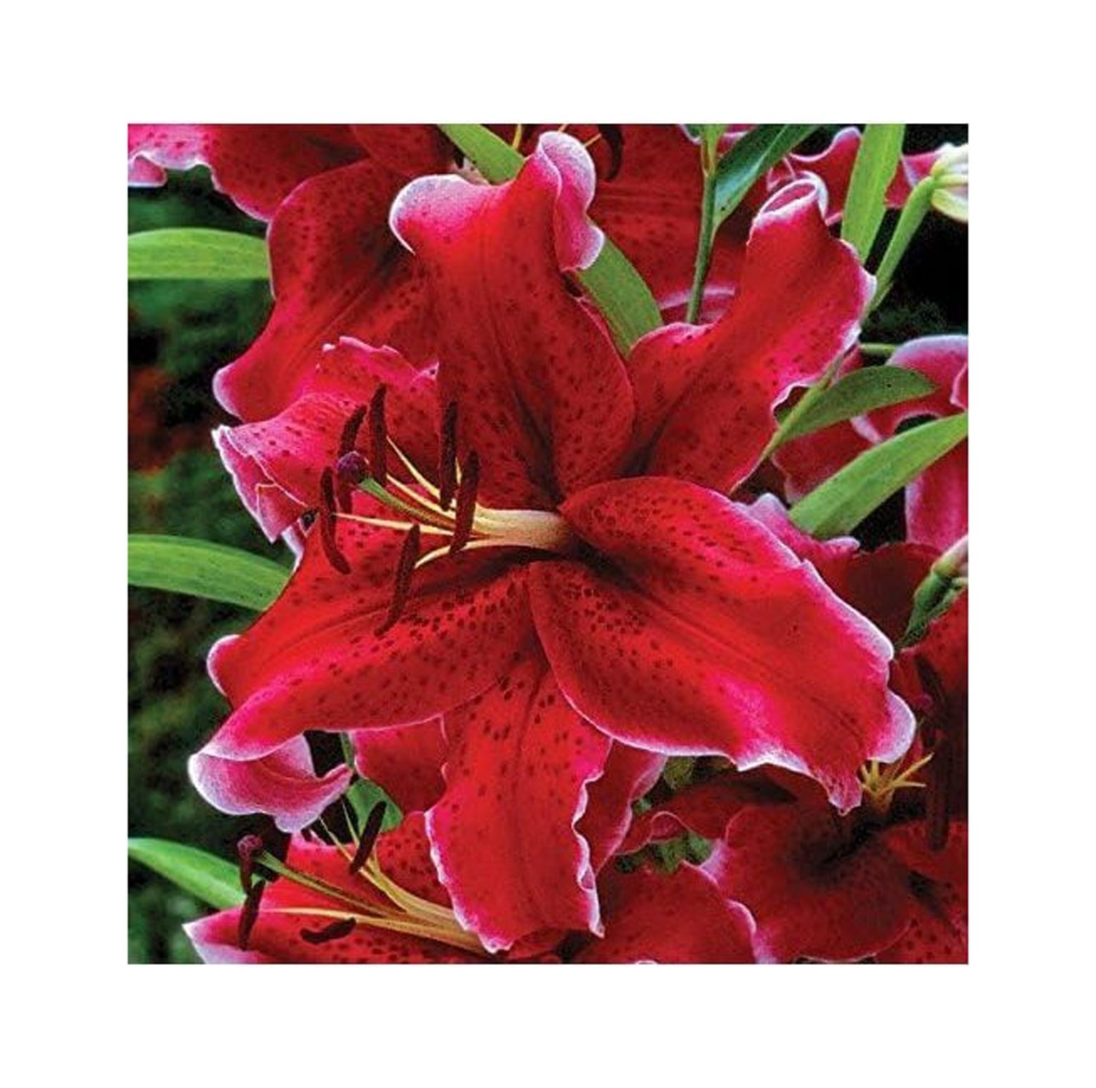 BULYAXIA Oriental Lily 'Rio Negro' Red (3 Pack) Gardening Plant Bulbs