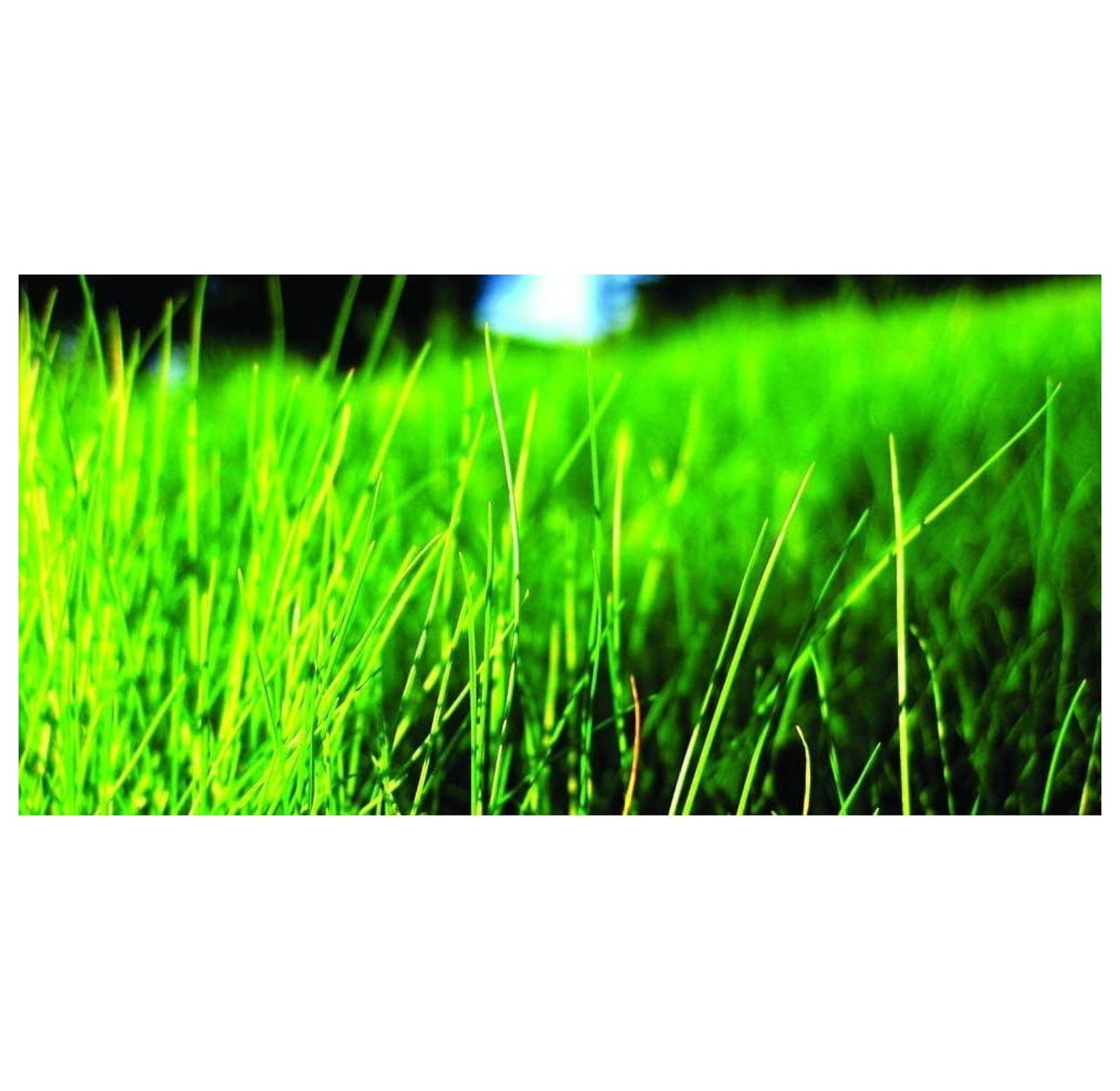 BULYAXIA TURFFF2000F Fine Fescue Grass Seeds Blend, 2000 sq. ft