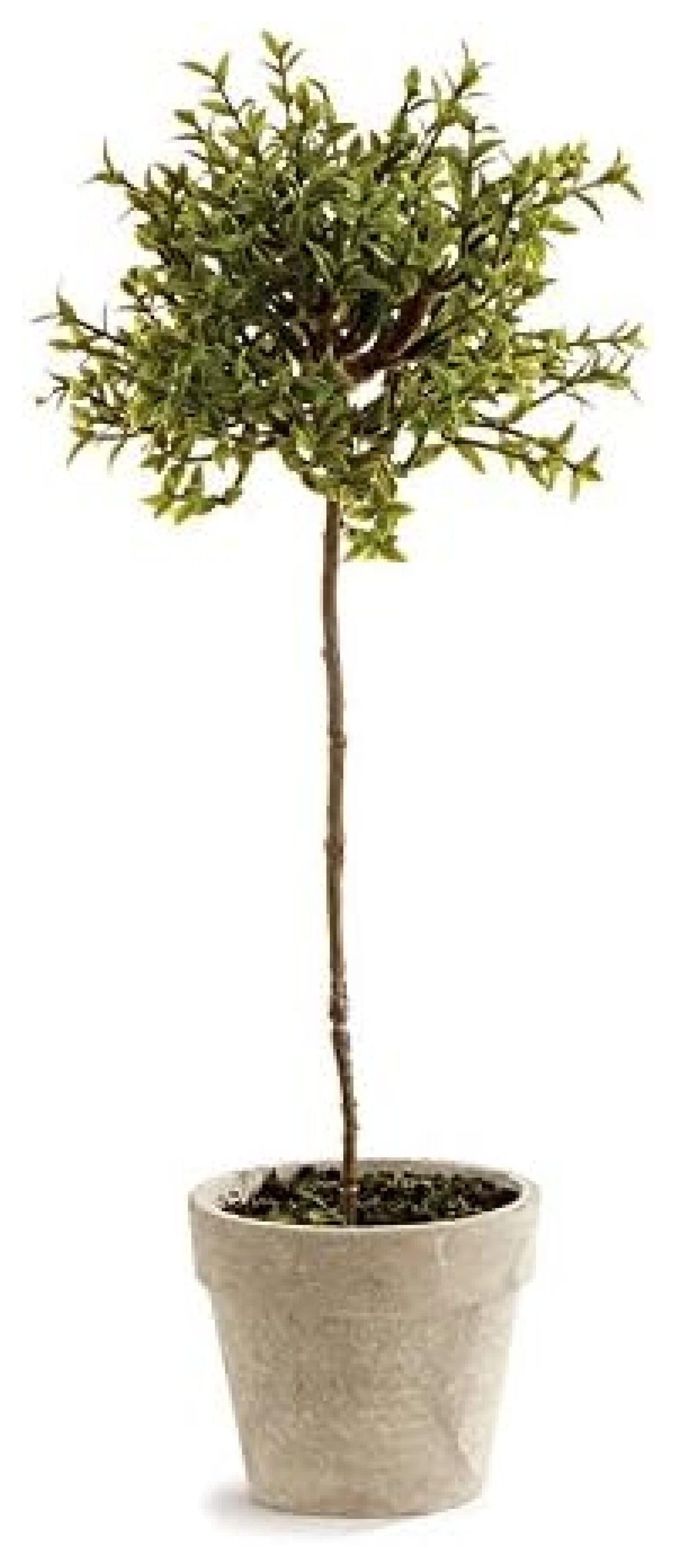BULYAXIA Thyme Topiary 13"