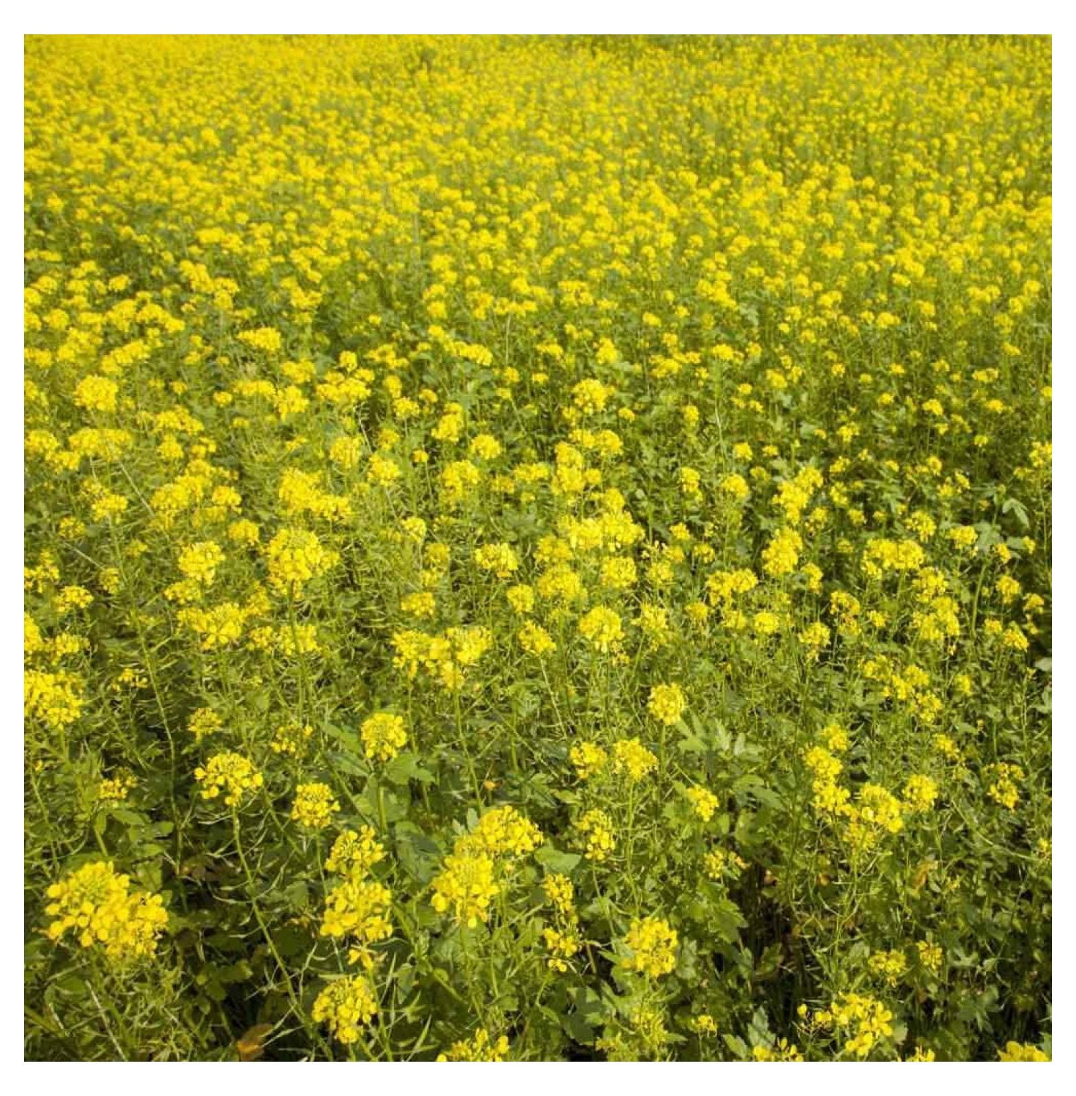 BULYAXIA White Mustard Cover Crop & Forage Plant Seed 5 LBS