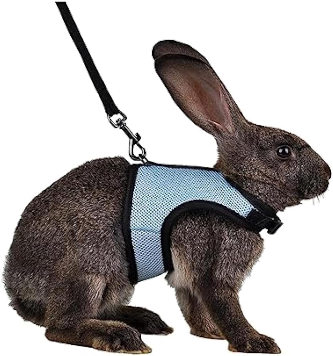 Photo inspiration: Gallery Detail: Buriburi Rabbit Harness And Leash Set