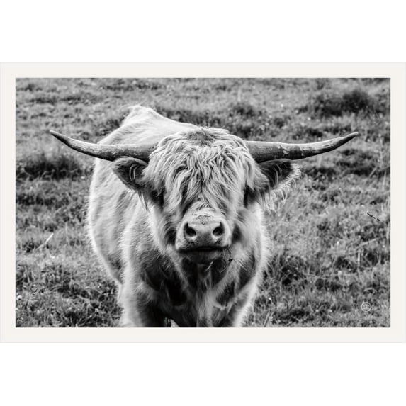 BUY ART FOR LESS Officially Licensed Highland Cow Staring 24 x 32 Inch White Framed Art Poster - Sturdy Engineered Wood Frame with Plexi Glass